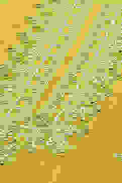 Lime Organza Unstitched Suit set image number 2