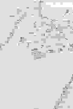 Pista Green Relaxed Kurta Garara Suit Set image number 1