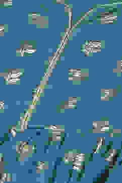 Teal Cotton Dress image number 1