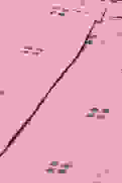 Pink Clay Cotton Straight Fusion Yarndyed Kurta Set image number 1