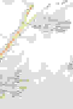 Ivory Poly Cotton Flared Kurta Churidar Suit Set image number 2