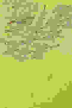 Lime Green Rayon flax Narrow Kurta Pant Suit Set image number 1