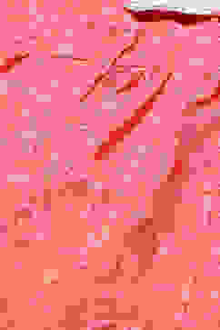 Coral Rayon Printed 2 Piece Sleepwear Set image number 1