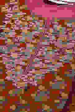 Deep Rust Acrylic Straight 2 Piece Set image number 5