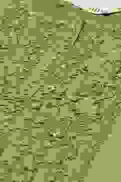 Mehandi Viscose Blend Straight Suit set image number 1