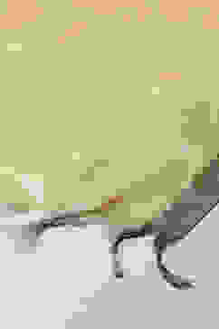 Mustard Cotton Blend Dupatta image number 2