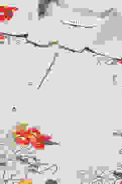 Off White LIVA Printed Shirt image number 1