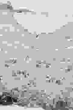 Powder Blue Viscose Short Kurta Skirt Suit Set image number 1