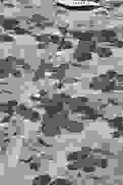 Charcoal Cotton Straight Kurta Regular Pant Suit Set image number 1